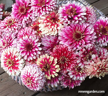 Summer Pinwheels