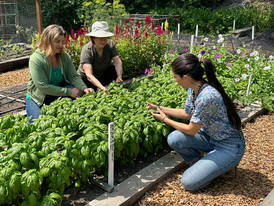 Three women observing plants.