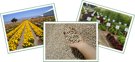 reneesgarden Seeds From Around the World