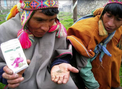 Two men observing seeds.